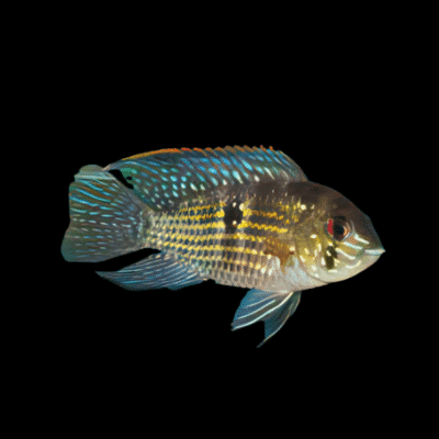 20 x Blue Acara 5cm