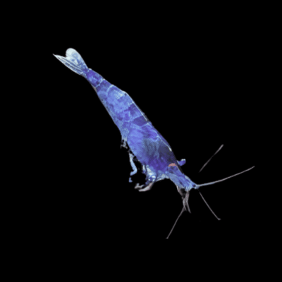 30 x Blue Cherry Shrimp Neocaridina 1.5cm