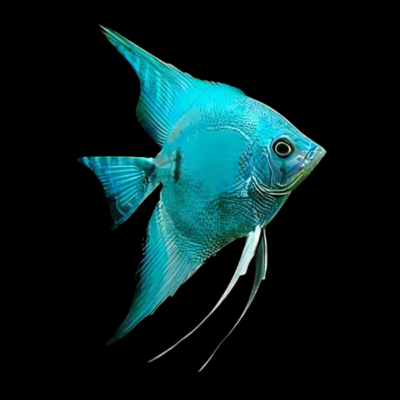 10 x Blue Diamond Angelfish 4cm