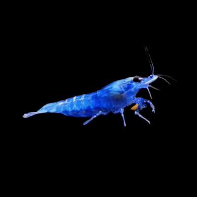 30 x Blue Diamond Shrimp Neocaridina 1.5cm