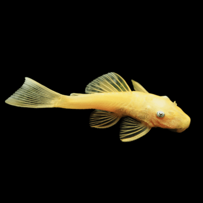 10 x Lemon Blue Eye Bristlenose 5cm