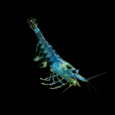 30 x Blue Jelly Shrimp Neocaridina 1.5cm