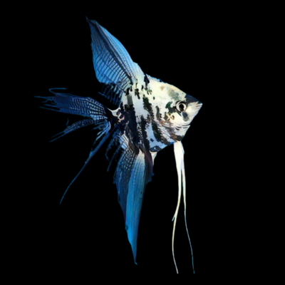 10 x Blue Marble Angelfish 4cm