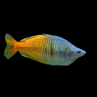 20 x Boesmani Rainbow Fish 4cm