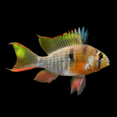 10 x Bolivian Ram Cichlid 4cm