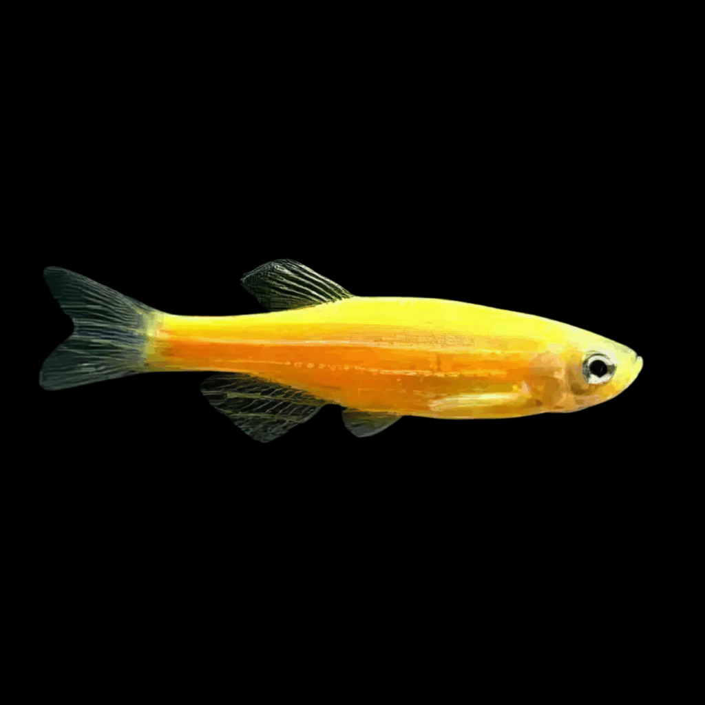50 x Golden Frankei Danio 3cm