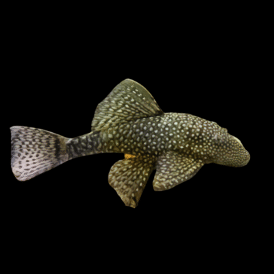 10 x Bristlenose 8cm