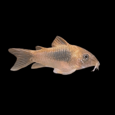 30 x Bronze Corydoras 3-3,5cm