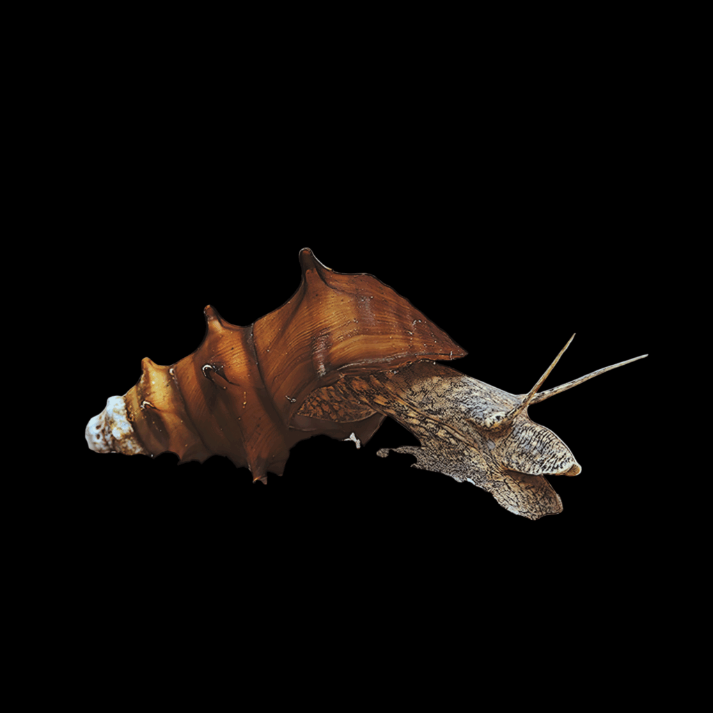 40 x Pagoda Snail 3cm