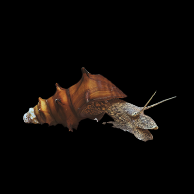 40 x Pagoda Snail 3cm
