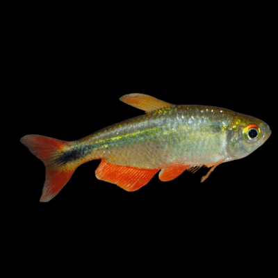 30 x Buenos Aries Tetra 3cm