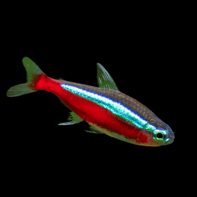 40 x Cardinal Tetra 2-2,5cm
