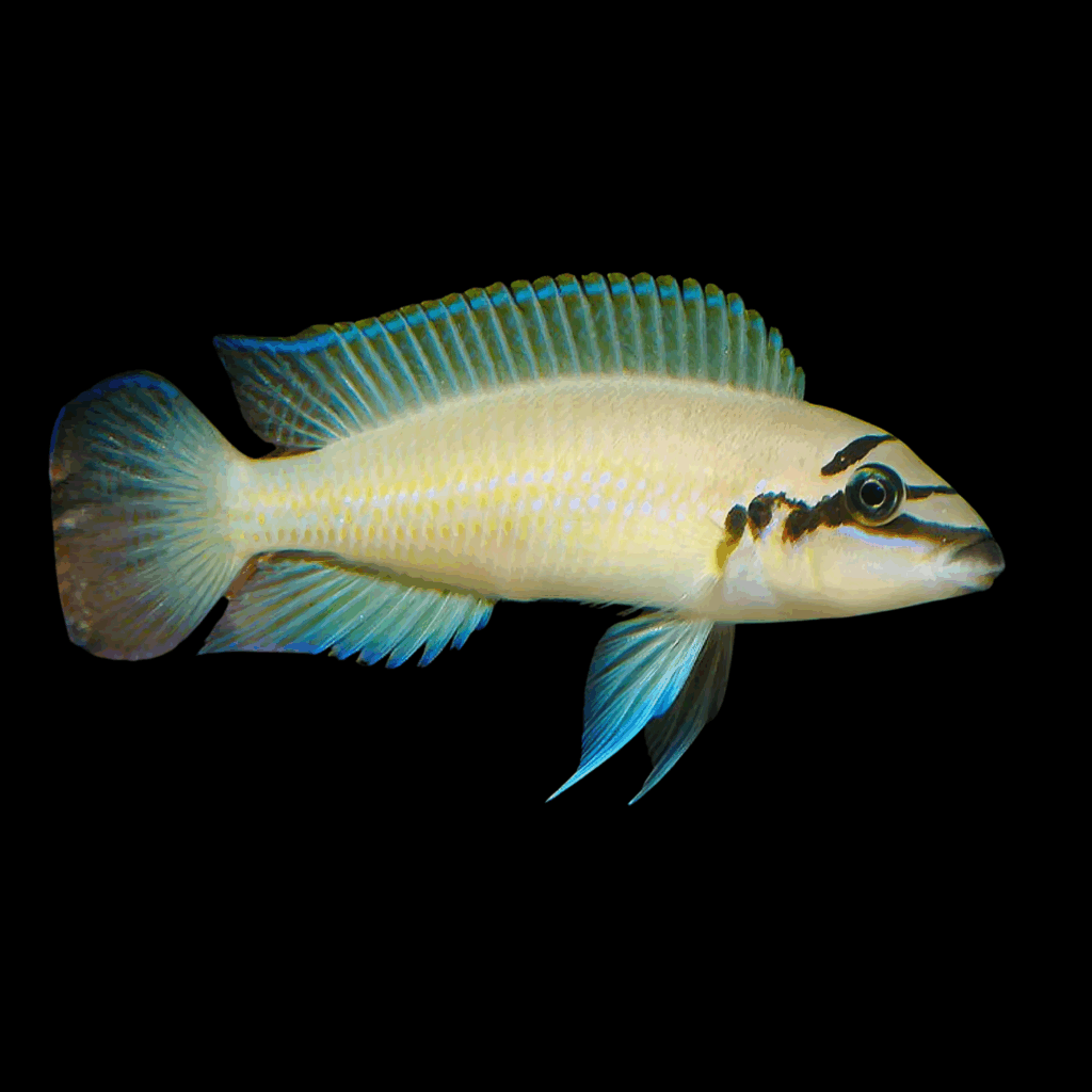 10 x Chaliochromis Brichardi 5cm