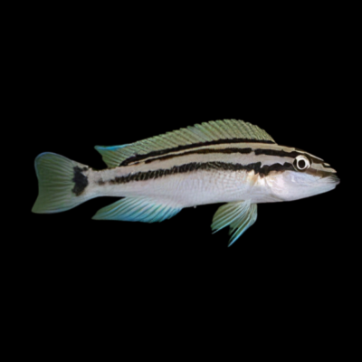 10 x Chaliochromis Popelini 5cm