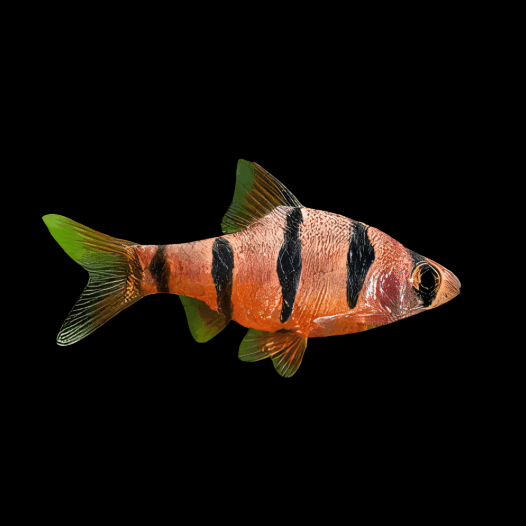 15 x Pentazona Barb 4cm