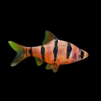 15 x Pentazona Barb 4cm