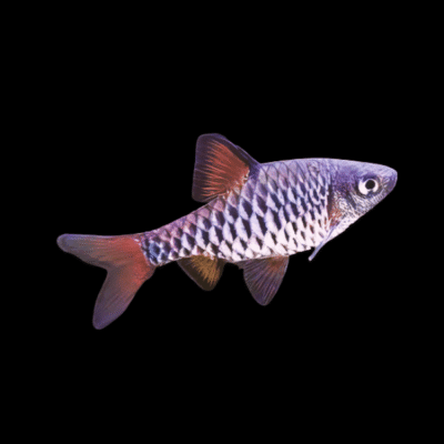 30 x Checkered Barb 2,5-3cm