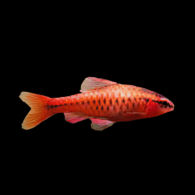 30 x Cherry Barb 2,5-3cm