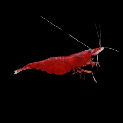 30 x Red Cherry Shrimp Neocaridina 1.5cm