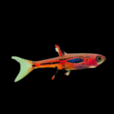 50 x Red Chilli Rasbora 2cm