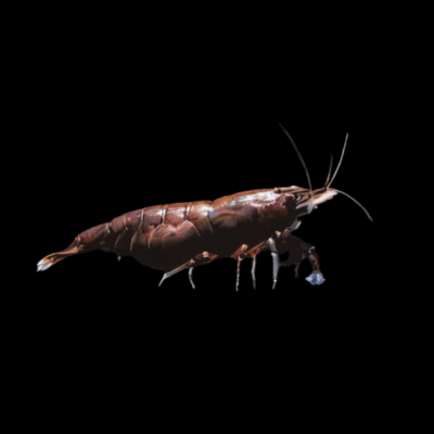 30 x Chocolate Shrimp Neocaridina 1.5cm