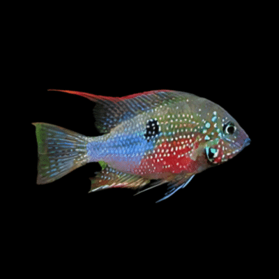 20 x Elliotii Cichlid 5cm