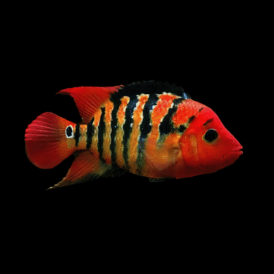 15 x Red Terror Festae Cichlid 4cm