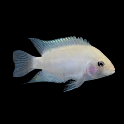 20 x Albino Convict Cichlid 4cm