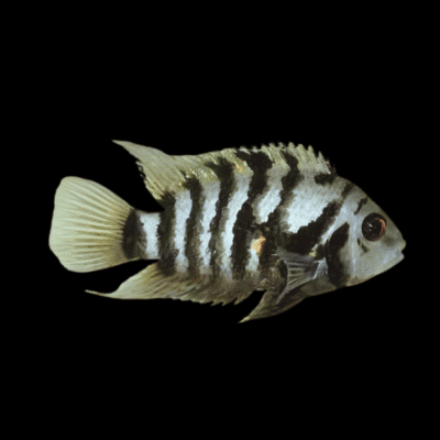 20 x Convict Cichlid 4cm