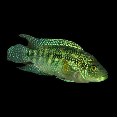 20 x Jack Dempsey Cichlid 4cm
