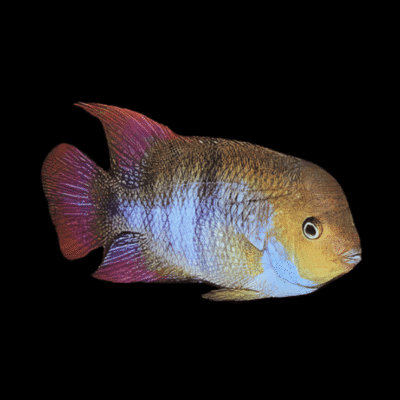 20 x Sajica T-Bar Cichlid 4cm