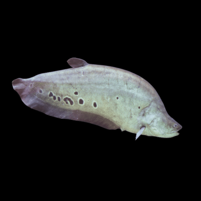 10 x Clown Knife Fish 8cm
