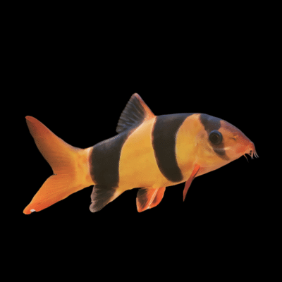 20 x Clown Loach 2,5-3cm