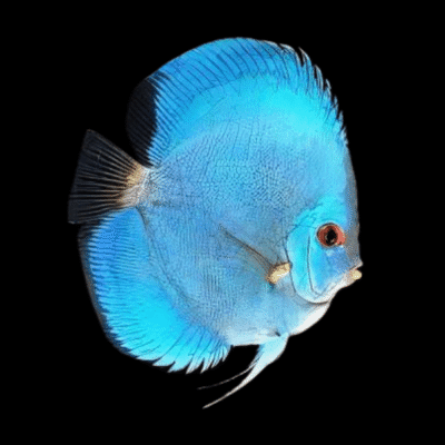 6 x Cobalt Discus 9cm