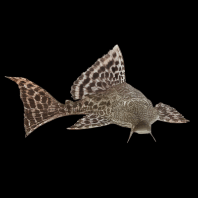 10 x Common Pleco 5cm