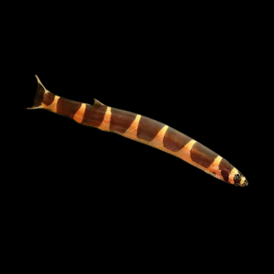 50 x Khuli Loach 5cm