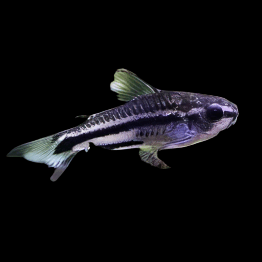 30 x Pygmy Corydoras 1-2cm