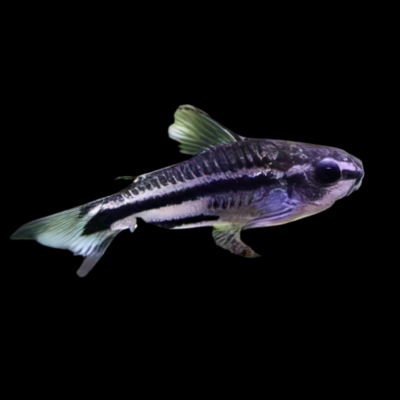 100 x Pygmy Corydoras 1-2cm
