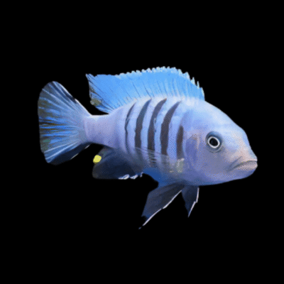 10 x Cynotilapia Pulpican 5cm