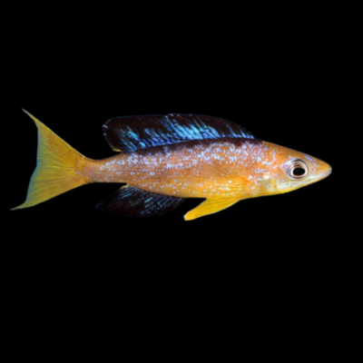 10 x Cyprichromis Microlepidotus Kasai 5cm