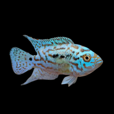 10 x Electric Blue Jack Dempsey Cichlid 3cm