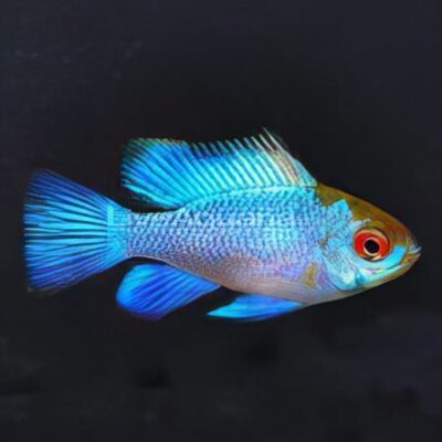 10 x Electric Blue Ram Cichlid 3cm