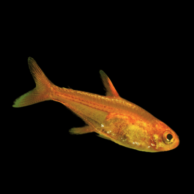 30 x Ember Tetra 1,5-2cm