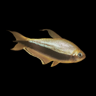 30 x Emperor Tetra 2,5-3cm