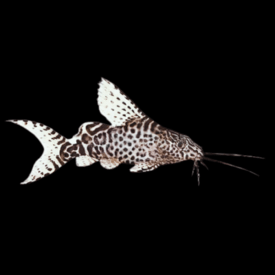 20 x Feather Fin Synodontis 3cm