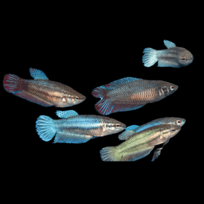 30 x Assorted Female Betta M