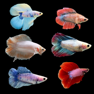 15 x Assorted Double Tail Female Betta XL