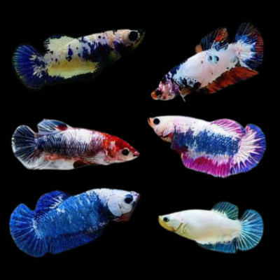 15 x Assorted Half Moon Female Betta XL
