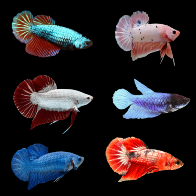 15 x Assorted Plakat Female Betta XL