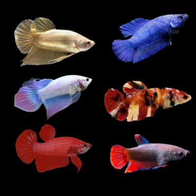 15 x Assorted Super Delta Female Betta XL